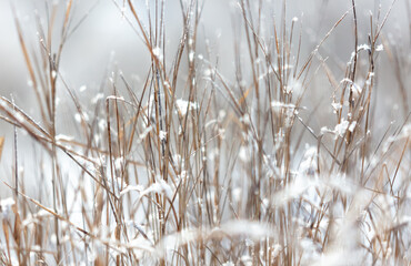 Dry grass in the snow in winter
