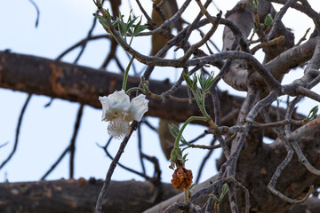 Baobab tree flower, 