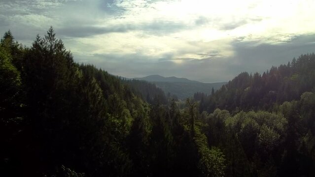 Flying through the trees to reveal a heavenly sky in the hills of the Snoqulmie Valley, Washington State