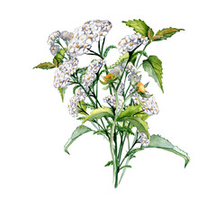 Achillea millefolium, nettle, beggarticks watercolor illustration isolated on white background. Medicinal flowers painted. Useful herbs, medicinal plants hand drawn. Design for label, package, card