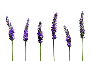 Flowering Branches of Lavender without Background