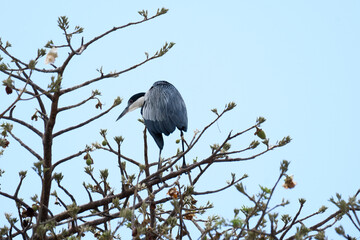 Great Blue Heron on the tree