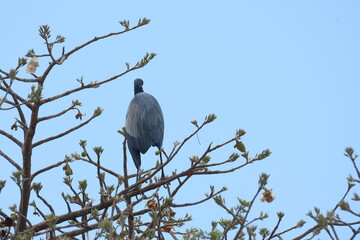 Great Blue Heron on the tree