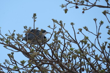Great Blue Heron on the tree