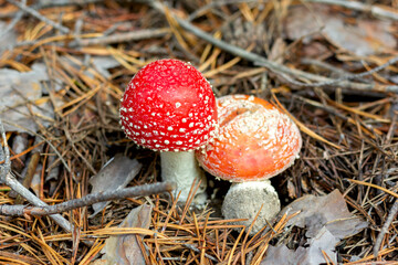 bright red poisonous mushroom fly agaric with specks on the cap growing in the forest close-up