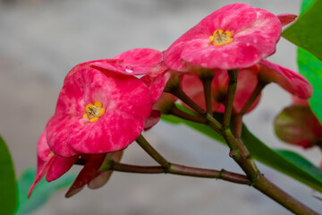 Closeup of euphorbia milii flower, also known as crown of thorns, Christ plant, or blooming Christ...