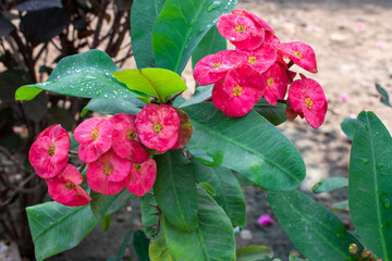 Closeup of euphorbia milii flower, also known as crown of thorns, Christ plant, or blooming Christ thorn