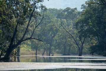 Natural background of a forest scene with trees and lakes.