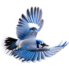 A close-up painting of a blue jay flying in the air with beautiful postures.  - obrazy, fototapety, plakaty