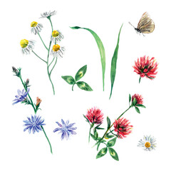 Meadow flowers of clover, chamomile, chicory, butterfly. Vector illustration of a set in watercolor style. Greeting cards, invitations, covers, flyers