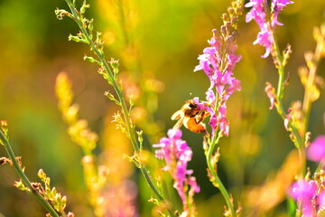 花の蜜を吸うミツバチ