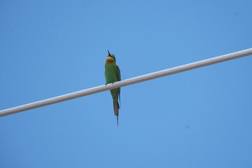Blue-Cheeked Bee-Eater, on electric wire