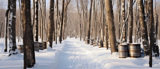 Late winter - early spring day in a maple forest. Snow covering trees, buckets for maple sap, sugar shack in the woods. - obrazy, fototapety, plakaty