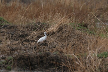 Cattle Egret- the white big bird
