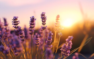 A Serene and Romantic View of Close up Lavender field during golden hour