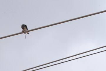 Black-Winged Kite, haunted rat an eating on the wire