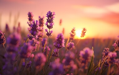 Obraz premium A Serene and Romantic View of Close up Lavender field during golden hour