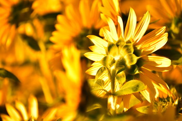 ヒマワリのうなじ