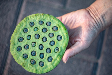 Lotus seeds and chicken head rice harvested in autumn