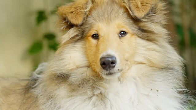 Majestic rough collie dog looking around, portrait view