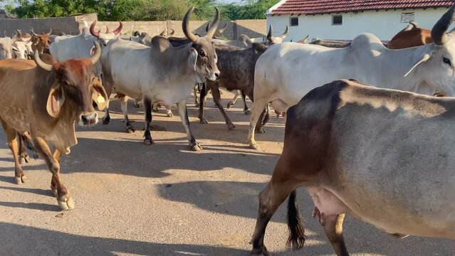 "A vibrant Indian cow herd in a rural village, showcasing traditional livestock farming and the agricultural lifestyle. Perfect for projects related to agriculture, rural life, culture, and traditiona