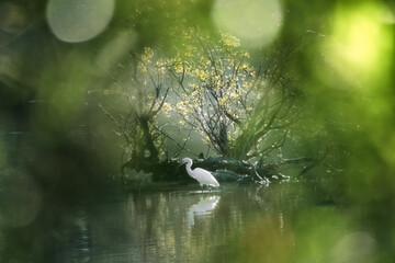 Un héron blanc recherche sa proie le long d'une berge