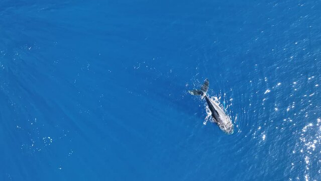 Humpback Whale Dive To The Bottom Of The Blue Sea In Moorea, French Polynesia. - aerial shot