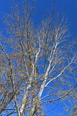 Autunno in Lombardia - Basiglio, Parco Agricolo Sud Milano