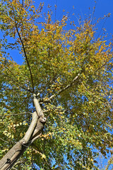 Fototapeta premium Autunno in Lombardia - Basiglio, Parco Agricolo Sud Milano