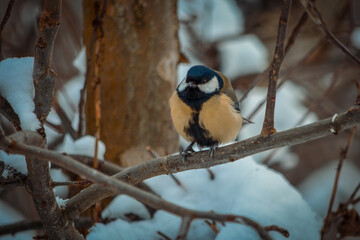 Obraz na płótnie Canvas A titmouse on a branch on a winter day.