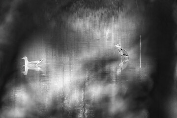 Photographie en noir et blanc d'un Héron et d'une Mouette qui cohabite sur le lac du Parc de la Lère - obrazy, fototapety, plakaty