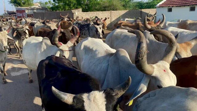 "Indian Cow Herd in Rural Village Setting,traditional Cattle Herd Grazing in an Indian Village"