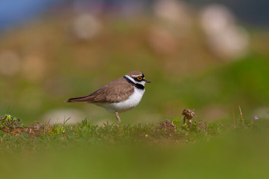 Charadrius dubius (little-ringed plover) posting in nature of Turkey © kenan