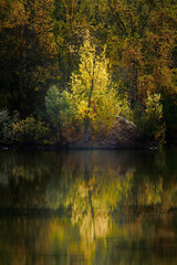 Superbe coulkeur jaune du feuillage d'un petit arbre en bord du Lac du Parc de la Lère