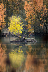 Magnifiques couleurs d'automne jaunes et oranges avec quelques canards au niveau de l'ilot