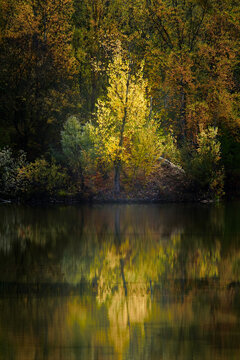 Superbe coulkeur jaune du feuillage d'un petit arbre en bord du Lac du Parc de la Lère © patricia