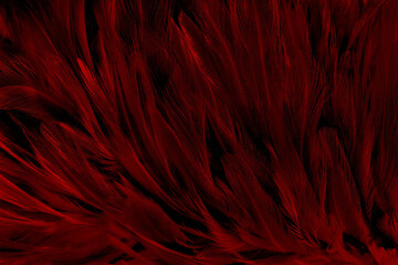 Beautiful dark red bird feathers pattern texture background.