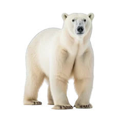 Foto op Canvas Polar Bear photograph isolated on white background © Herlita