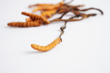 Cordyceps sinensis or Ophiocordyceps sinensis isolated on white background, mushroom herb treatment medicine.