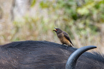 Yellow-billed oxpecker catching a ride