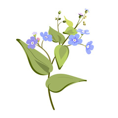Obraz premium Beautiful bouquet of blossoming Forget-me-not flower. Plant - Myosotis isolated on a white background. 