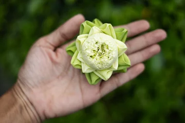 Tuinposter close up of white lotus bud on hand background. Folding white lotus petal on Hand, Thai traditional style. © urzine