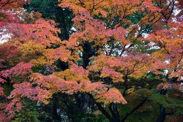 少林山達磨寺の紅葉