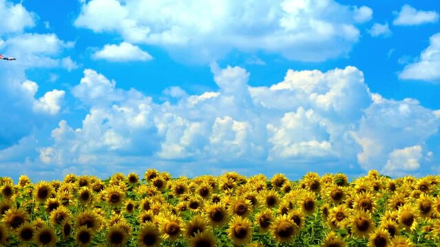 sunflower field panorama at the summer day. Sunflowers on blue sky background.