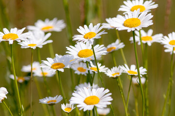 daisies in the field