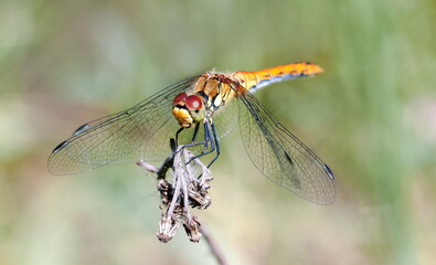 dragonfly on a branch