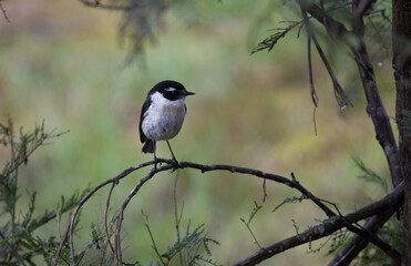 Bird on a branch in the forest