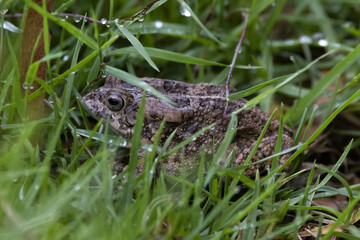 frog in the grass