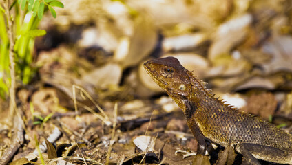 lizard in the grass
