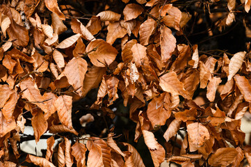 Background of hornbeam bush with autumn brown leaves
